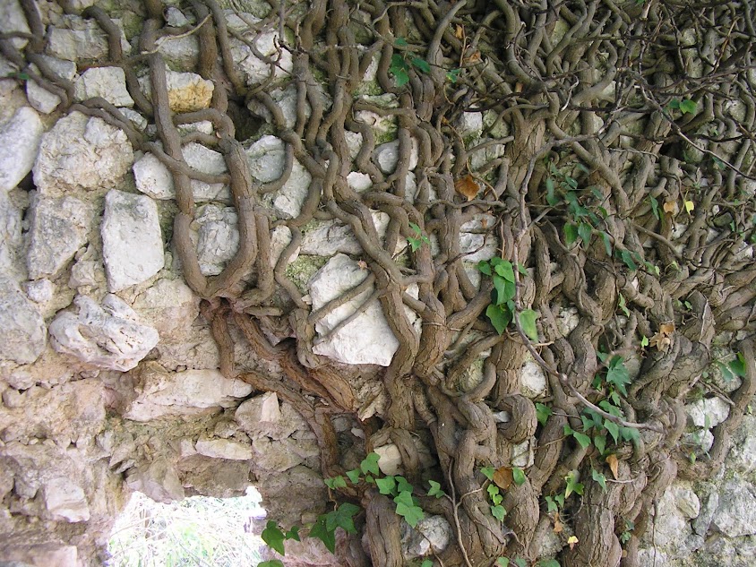 pianta rampicante che tesse una tela