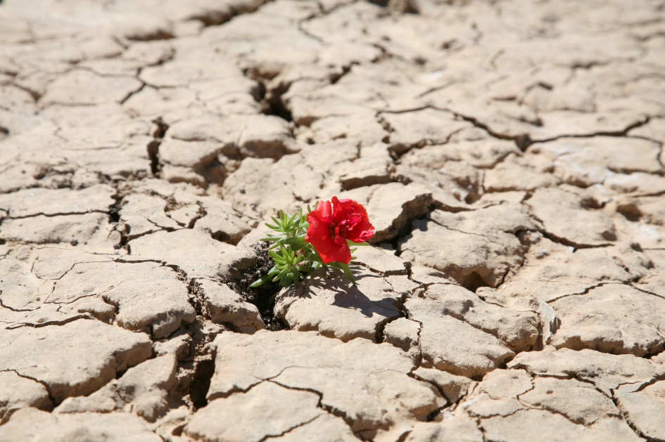 Fiore rosso che nasce in terreno arido, simbolo di speranza